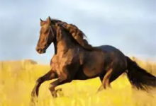 YourTV 你的电视TV v2.3.0 全能直播神器｜安卓TV清爽版-免费杂货铺