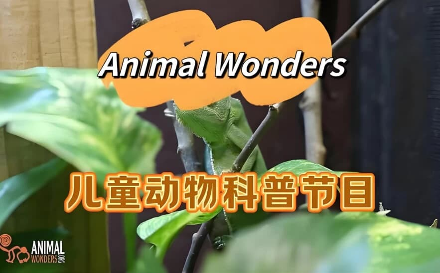 油管热门英文儿童动物科普节目《动物奇观 Animal Wonders》-是免费•TOP